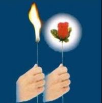 Torch to Rose / роза из огня