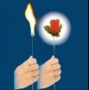 Torch to Rose