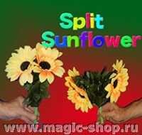 Цветок кланяется | Split SunFlower